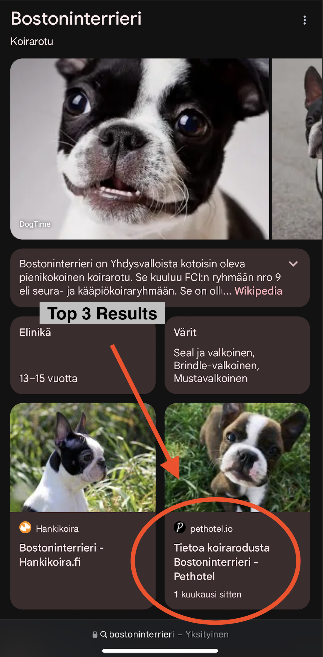 Boston Terrier Breed